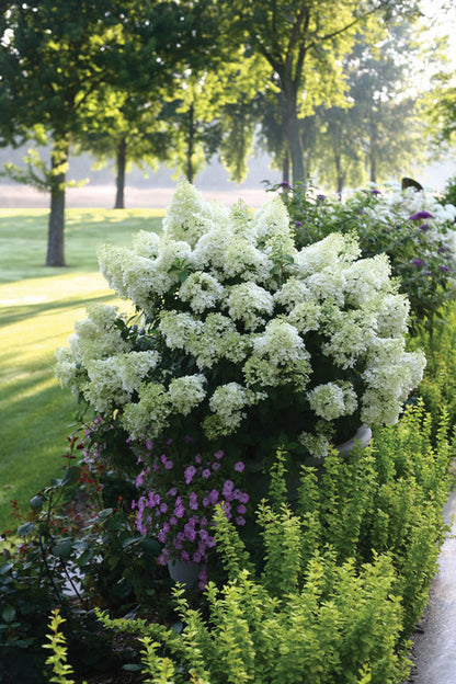 Bobo Panicle Hydrangea