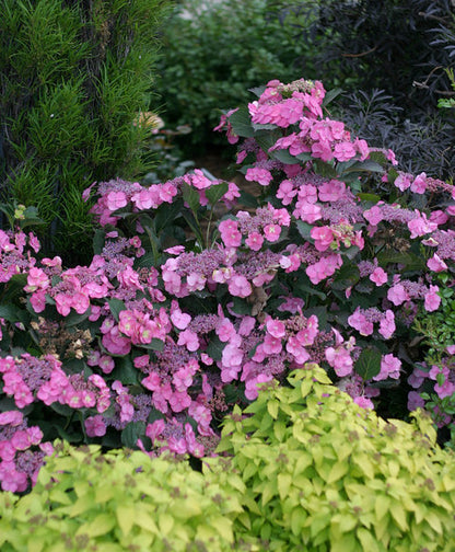 Hydrangea Serrata "Tuff Stuff"