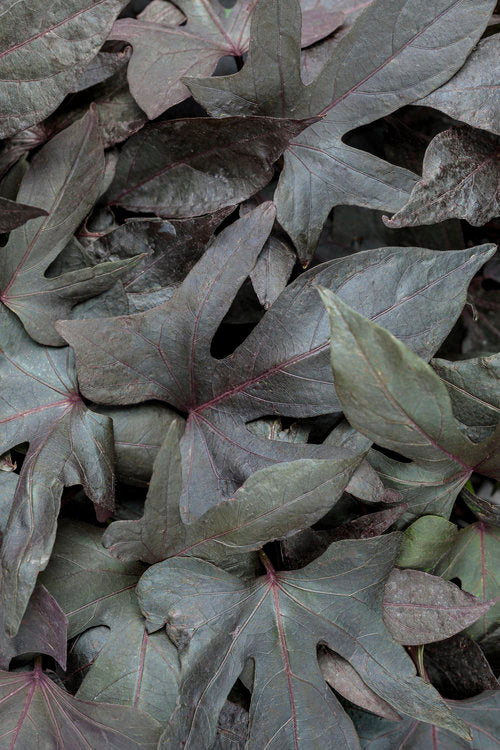 Ipomoea "Blackie"