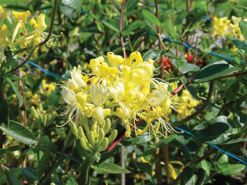 Lonicera 'Scentsation"